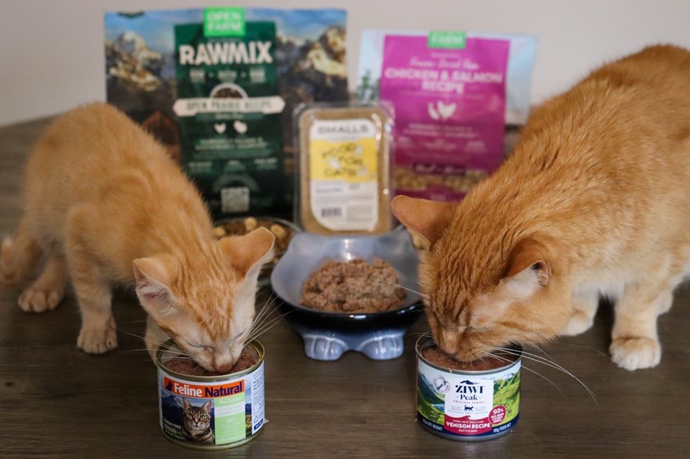 10 Best Cat Foods 2025 Approach Taste Test