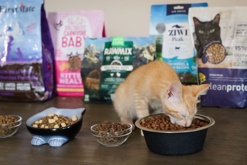 10 Best Dry Cat Foods