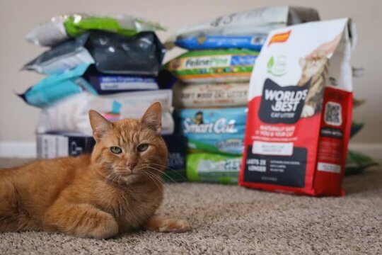 11 Affordable & Eco-Friendly Cat Litter Alternatives