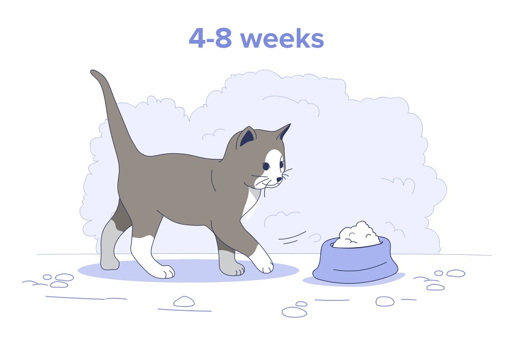 4-8 weeks old kitten