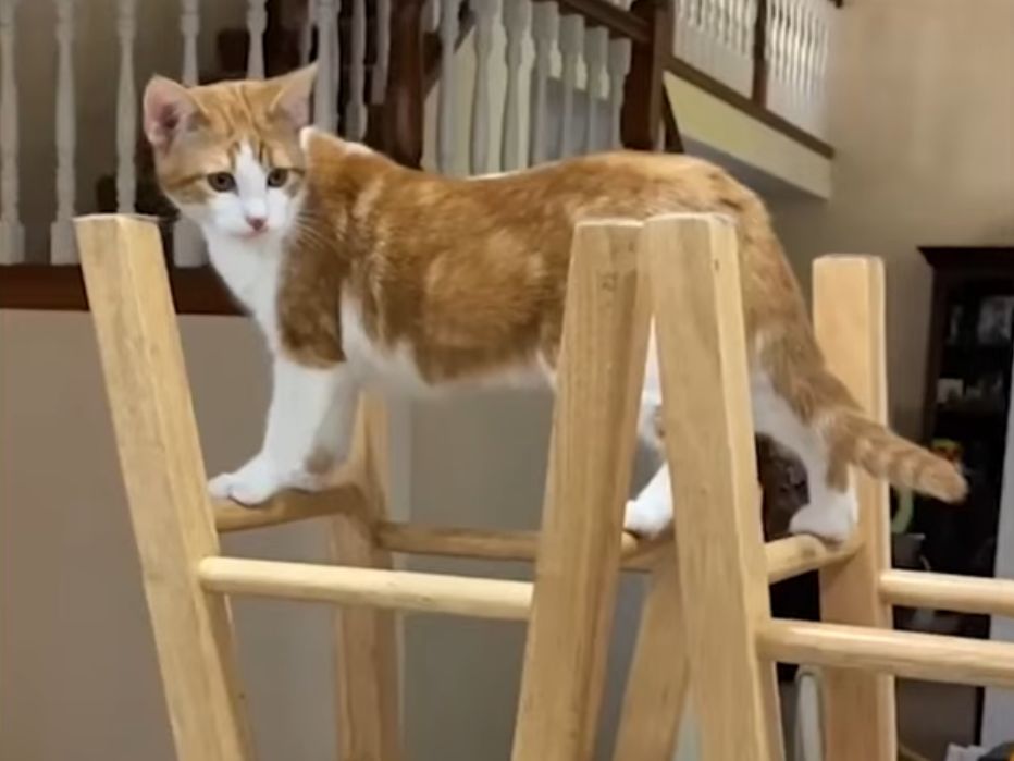 A new rescue experience