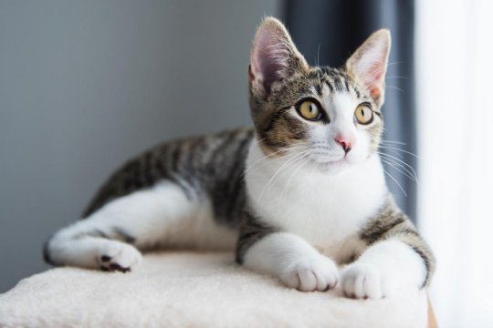How Much Does it Cost to Adopt a Cat?