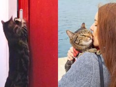 Adventure Cat Learned How to Open Doors