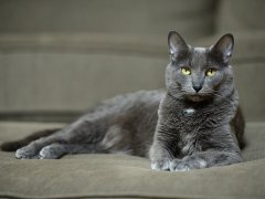 Asian cat breeds Korat