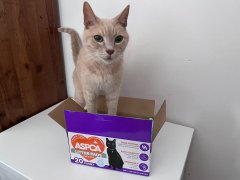 ASPCA Fresh Scented Cat Pad