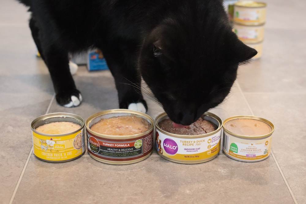Best Wet Canned Cat Food 2025 Review Roundup Approach Taste Test