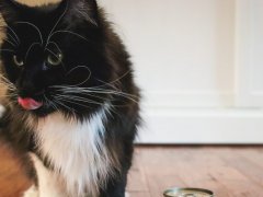 Black White Maine Coon Eating Fussie Cat Chicken Entree In Gravy Pate Wet Canned Cat Food