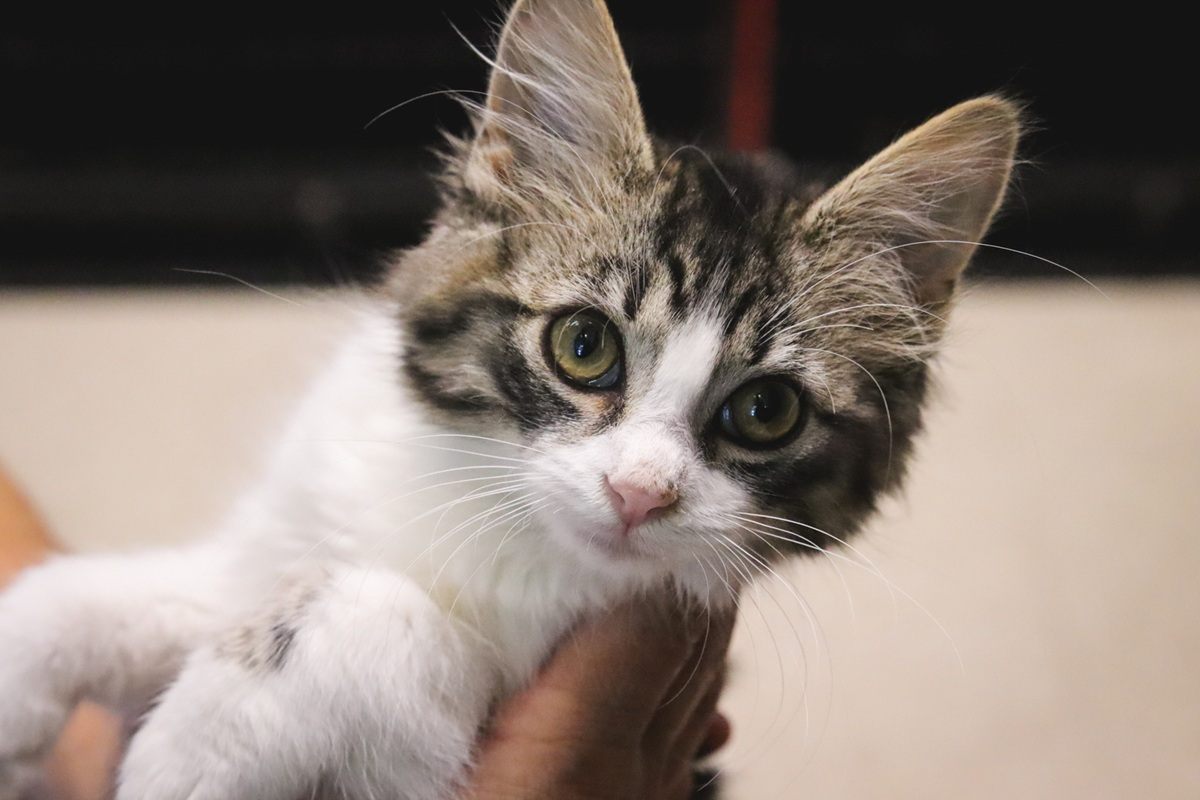 Brown Grey White Tabby Striped Kitten Being Held Indoors