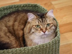 Brown White Siberian Cat Laying In Green Basket