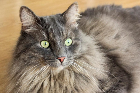 10 Fascinating Cat Brain Facts