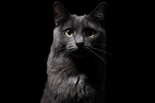 Can Cats See in the Dark?