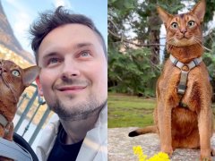 Cat Surprises Everyone