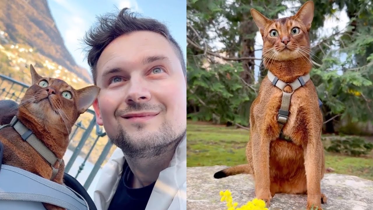 Cat Surprises Everyone