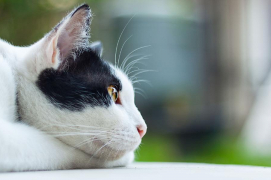 What Do Cats Think About? Science May Finally Have the Answer