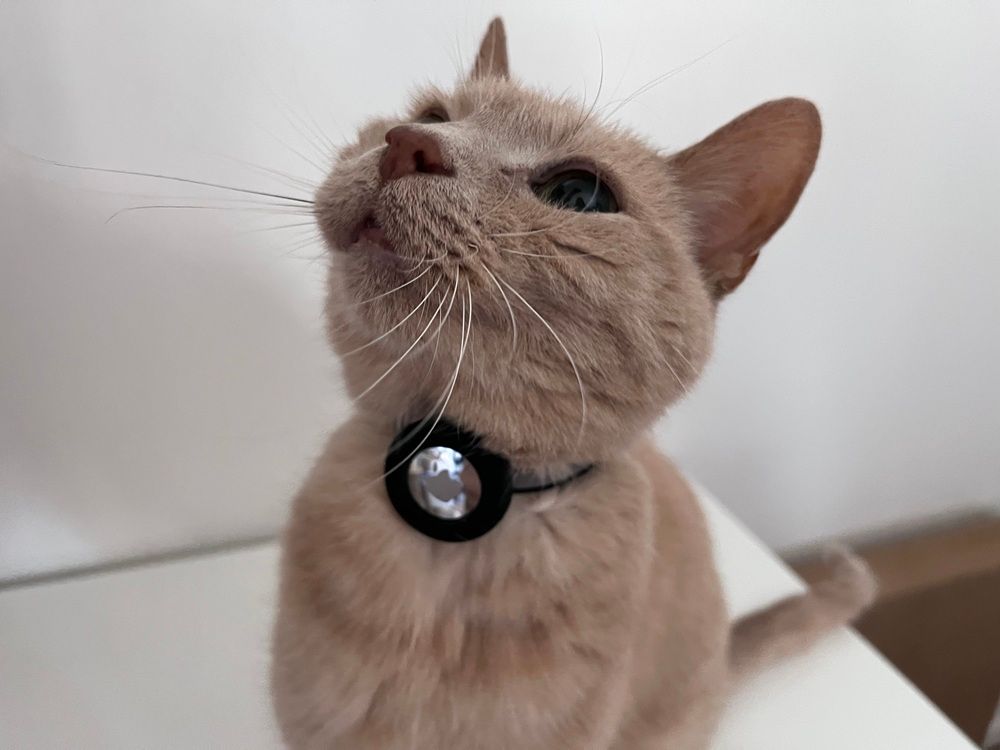 cat trying airtag