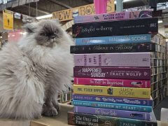 cats near books