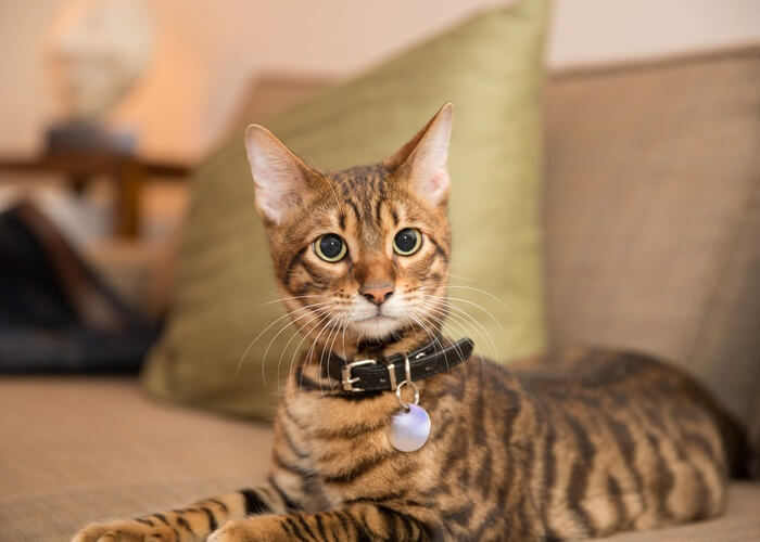 adorable toyger kitten with collar lying on couch in living room with pillow in background - striped cat