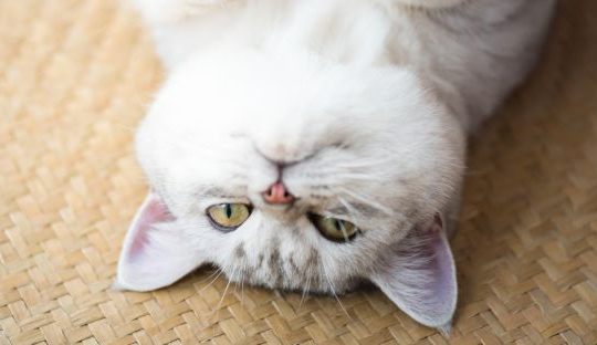 Study Shows Cats May Communicate Distress With Fake Illnesses