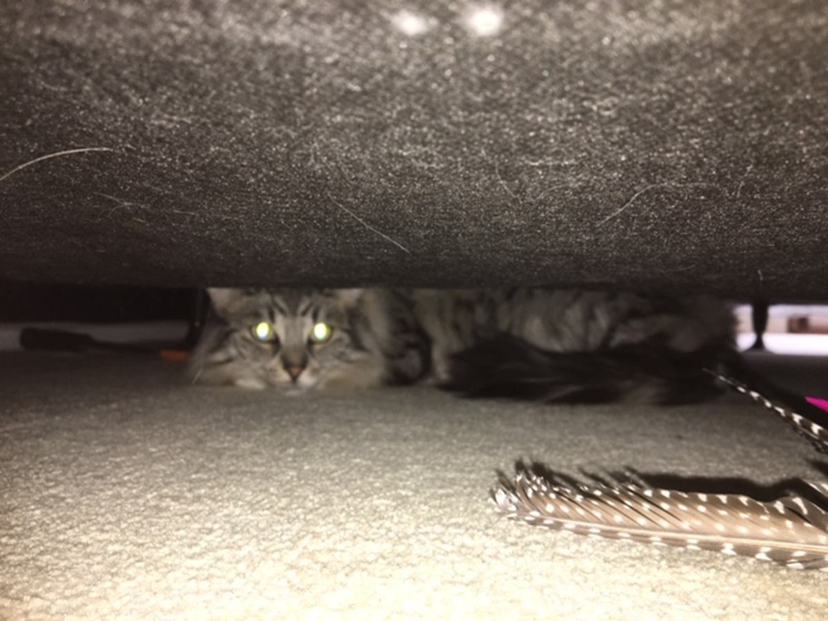 Jasper exhibits signs of fear and anxiety. 