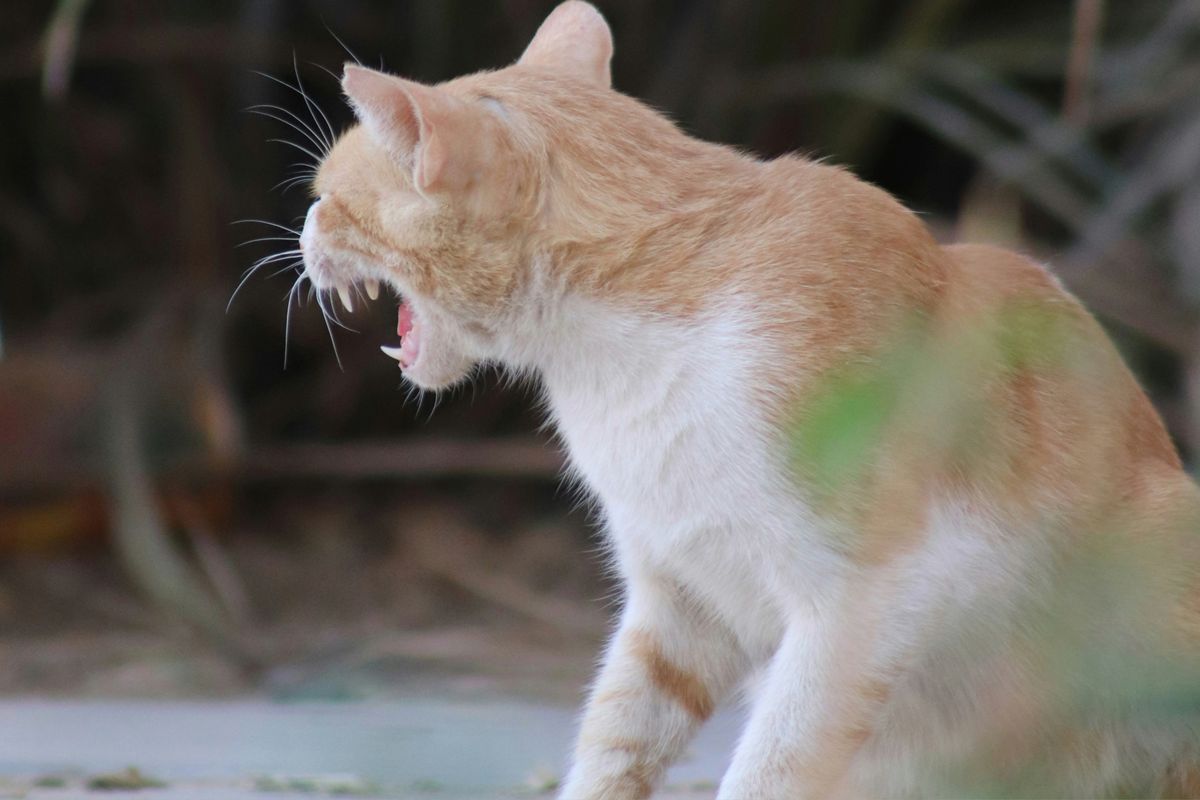 Fearful or anxious cat body posture