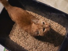 Feline Pine Original Natural Wood Non Clumping Cat Litter