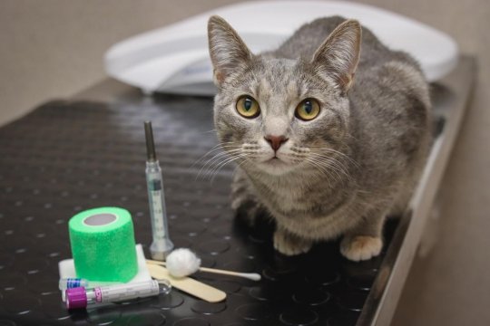 How Often Should Your Cat Visit the Vet?
