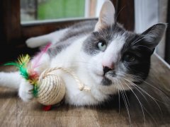Grey White Short Hair Cat Laying in Window Playing with Twine Feather Toy Ball-compressed