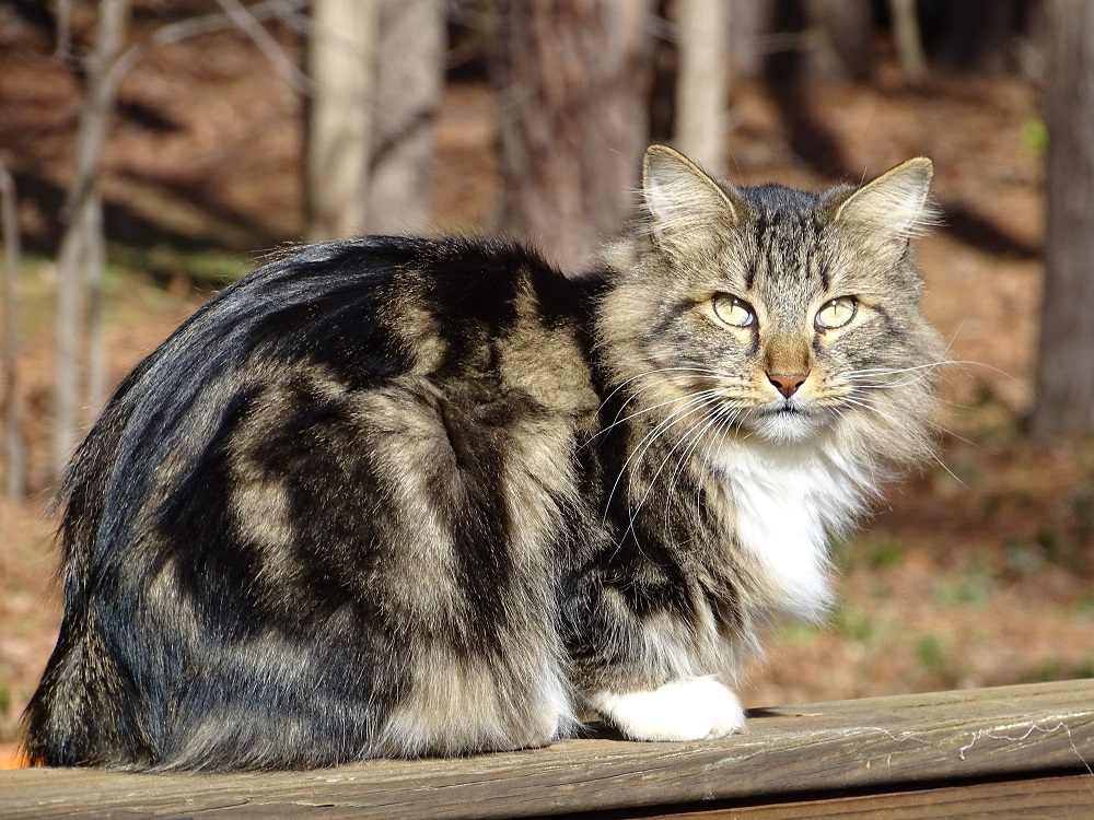 Healthiest cat breeds American Bobtail cat