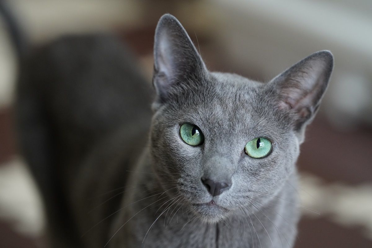 Healthiest cat breeds Russian Blue cat
