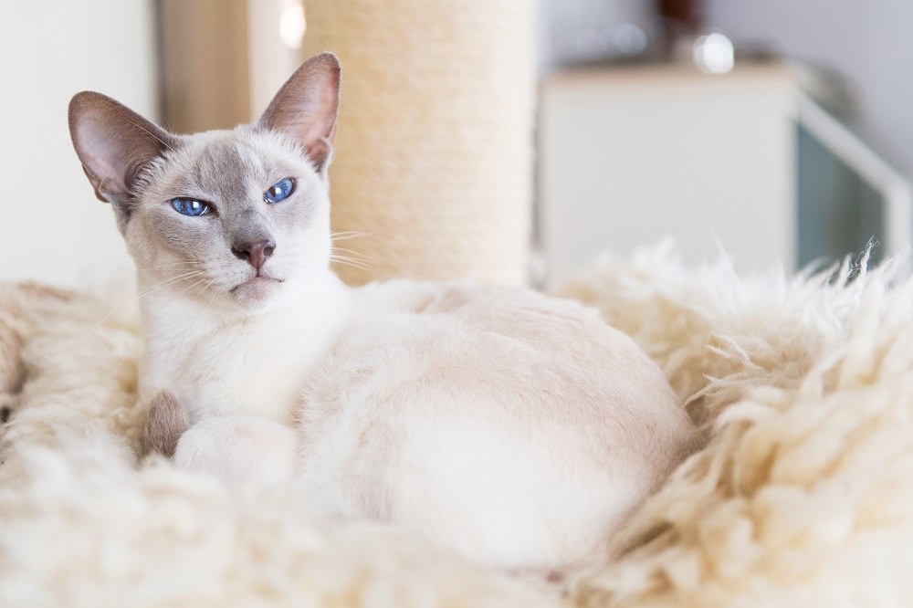 Healthiest cat breeds Siamese cat