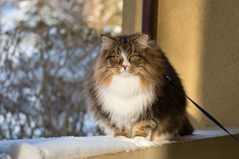 Healthiest cat breeds Siberian cat