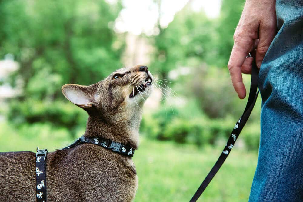How to Walk a Cat on a Leash