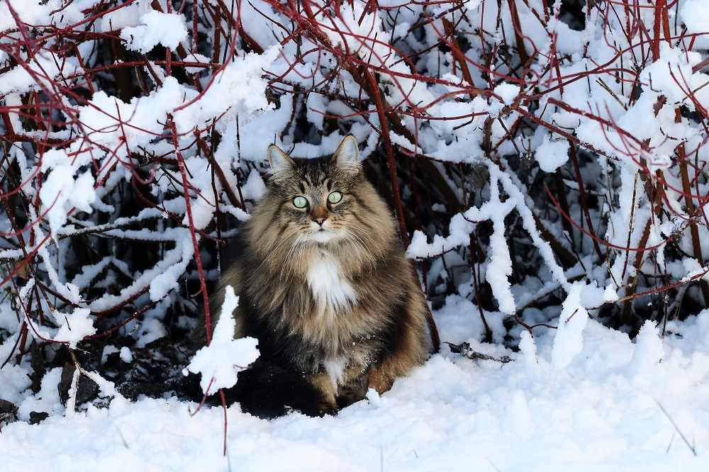Independent cat breeds Norwegian Forest Cat