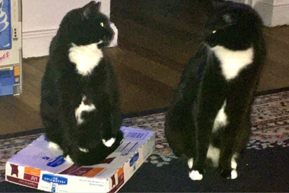 Inter cat conflict over a resource