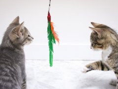 two kitten playing