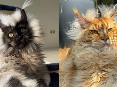 Maine Coon