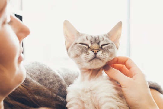 Study Shows Your Cat May Be the Key To Preventing Memory Loss