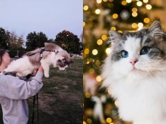 Mika the Cat Drags Her Mom Around the Neighborhood