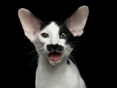 Most vocal cat breeds Oriental kitten