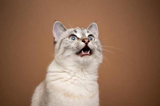 What Is Cat Chattering & Why Do Cats Do It