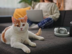 Orange and white cat lying on a sofa in focus, with a blurred woma