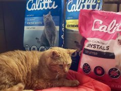 Orange cat next to three bags of Calitti litter
