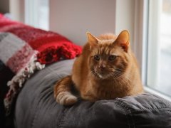 Orange Short Hair Tabby Cat Laying On Couch Looking Out Window At Winter Snow