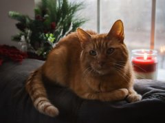 Orange Short Hair Tabby Cat Laying On Couch Looking Out Window At Winter Snow Candle Holiday Christmas