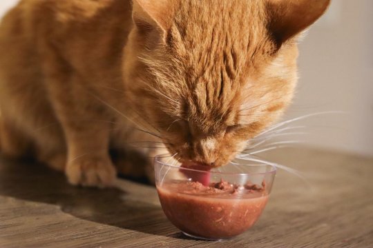 7 Superfoods for Cats and Their Health Benefits