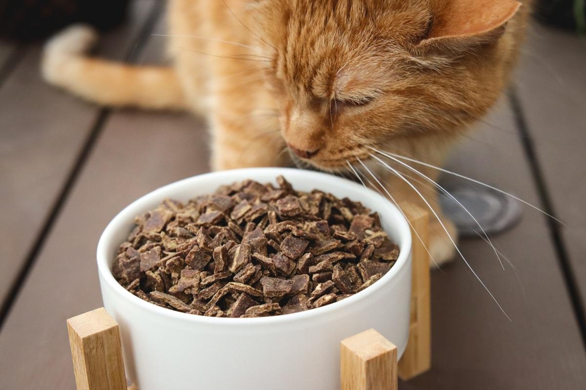 Cute brown cat eating from metal bowl at home