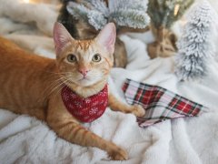 Orange Shorthair Tabby Winter Christmas Cats
