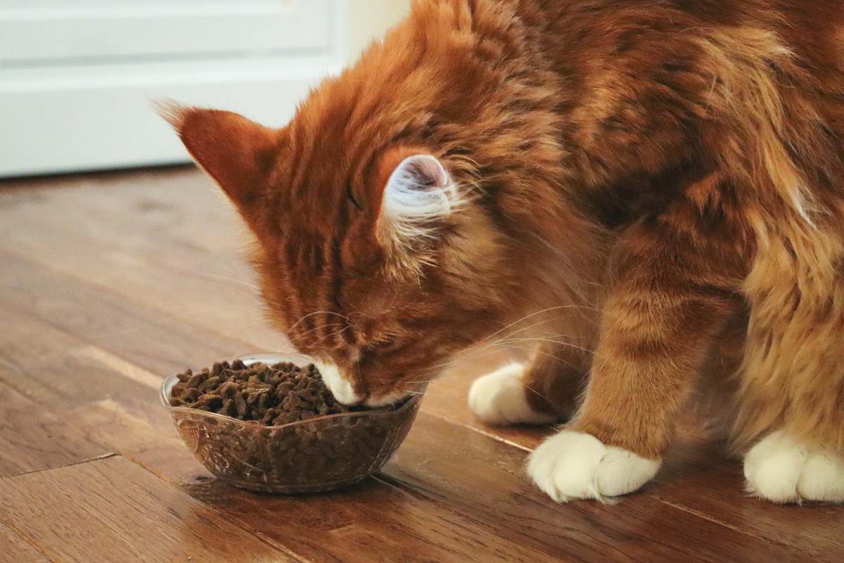 Orange White Maine Coon Eating FirstMate Chicken Meal With Blueberries Formula Dry Kibble Cat Food