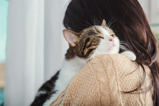 Are Cats Possessive of Their Owners?