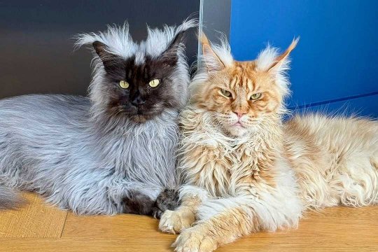 8 Biggest Maine Coon Cats That Are Larger Than Life